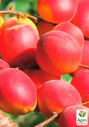 Саджанець Agro-Market Абрикос Ерлі Блаш (літній сорт, ранньостиглий термін дозрівання) 1 шт. в упаковці (35459) - мініатюра 2
