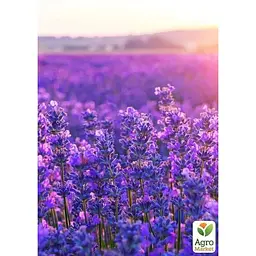 Саджанець Agro-Market Лаванда англійська вузьколиста Бузковий туман (Рurple Haze) (50819) 1 шт. в упаковці - мініатюра 2