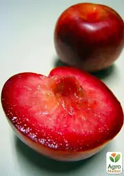 Саджанець Agro-Market Гібрид сливи-абрикоса Плуот (Dapple Dandy) 1 шт. в упаковці (47306) - мініатюра 2