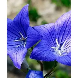 Цибулина Agro-Market Широкодзвоник (platycodon) Grandiflorus Mariesii (23581) 1 шт. - мініатюра 2