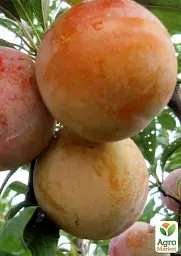 Саджанець Agro-Market Алича Байрон Голд (осінній сорт, пізній термін дозрівання) 1 шт. в упаковці (39997) - мініатюра 3