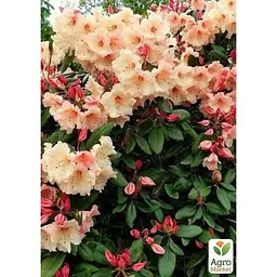 Саджанець Agro-Market Рододендрон гібридний 2-х річний Virginia Rishard С1.5 висота 25-40 см (183555) 1 шт. в упаковці - мініатюра 2