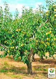 Саджанець Agro-Market Груша Катюша (зимовий сорт, пізній термін дозрівання) 1 шт. в упаковці (179968) - мініатюра 3