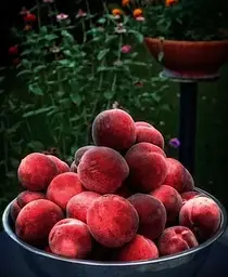 Саджанець Agro-Market Персик червоно-вишневий Королівський (Royal) (англійська селекція, преміальний великоплідний сорт) (39942) 1 шт. в упаковці - мініатюра 5