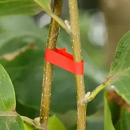 Стрічка для підв'язування рослин Graft strap, 20 х 25 м · Набір стрічок для садового степлера - мініатюра 3