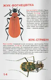 Велика книжка. Жуки - Олег Зав'язкин - мініатюра 5