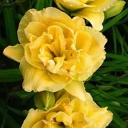 Лілійник "Yellow Bouquet" (101785) 1 шт