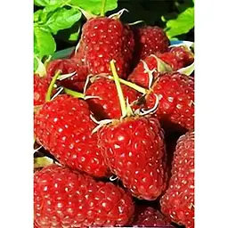 Саджанець Agro-Market Малинове дерево Атлант (один з найкращих сортів в світі!) 1 шт. в упаковці (46065) - мініатюра 2