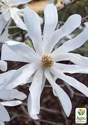 Саджанець Agro-Market Магнолія 4-х річна Stellata (висота 60-80см) (181442) - мініатюра 3