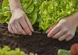 З'єднувач Т-подібний Gardena Micro-Drip-System для шлангів 4,6 мм, 10 шт (13211-20) - мініатюра 2