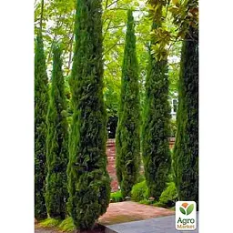 Саджанець Agro-Market Кипарис Італійський (Cupressus Sempervirens) контейнер Р9 (48739) - мініатюра 2