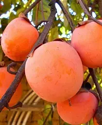 Саджанець Agro-Market Хурма на віргінській морозостійкій підщепі Божий дар вищий сорт! (42996) 1 шт. в упаковці - мініатюра 8