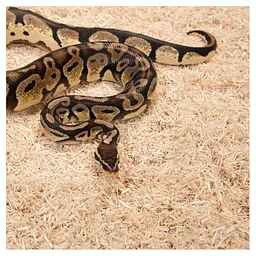 Субстрат з тополі Repti-Zoo Aspen Snake Bedding 2,4 л (SB001) для змій та копаючих рептилій - мініатюра 5