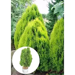 Саджанець Agro-Market Туя східна Aurea Nana (ком/сітка) висота 60-80 см 1 шт. в упаковці (179900) - мініатюра 3