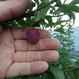 Саджанець Agro-Market Слива Анжеліна (осінній сорт, пізній термін дозрівання) 1 шт. в упаковці (20944) - мініатюра 4