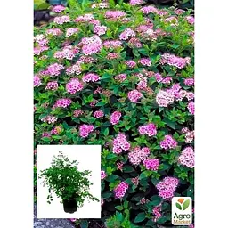 Саджанець Agro-Market Спирея японська 2-х річна Little Princess вазон С2 висота 20-40 см (93723) 1 шт. в упаковці - мініатюра 2