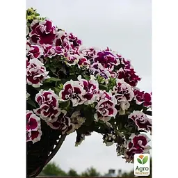 Саджанець Agro-Market Петунія напівампельна Tumbelina Bella (контейнер №10 висота 10-15 см) (49135) 1 шт. в упаковці - мініатюра 2