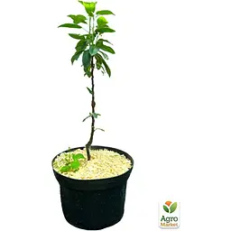 Саджанець Agro-Market Яблуня колоноподібна Медок укорінена в контейнері (саджанець 2 роки) (99963) - мініатюра 4