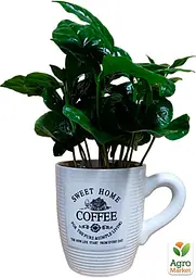 Саджанець Agro-Market Кава Arabica coffee у керамічній чашці 1 шт. в упаковці (183132) - мініатюра 2