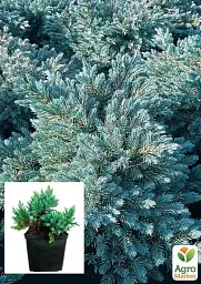 Саджанець Agro-Market Ялівець лусчастий 4-річний Blue Star С3 Ø 20-25 см 1 шт. в упаковці (116272) - мініатюра 2