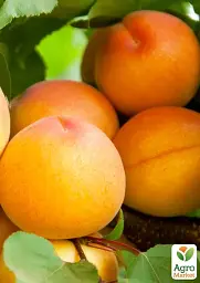 Саджанець Agro-Market Абрикос Янтар весняний (літній сорт, надранній термін дозрівання) 1 шт. в упаковці (179967) - мініатюра 3