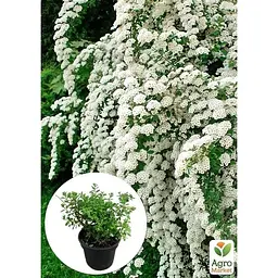 Саджанець Agro-Market Спірея ніппонська 2-х річна Snowmound вазон С2 висота 20-40 см (176819) 1 шт. в упаковці - мініатюра 2
