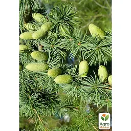 Саджанець Agro-Market Кедр Атласький (Cedrus atlantica) С1,2 висота 20-30 см (120428) - мініатюра 2
