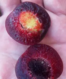 Сливово-вишневий гібрид Мейнор Agro-Market 1 саджанець в упаковці (47208) - мініатюра 3