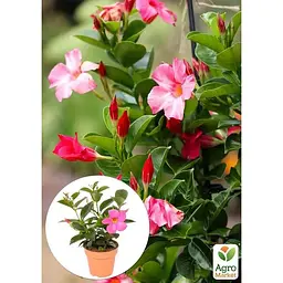 Саджанець Agro-Market Дипладенія (Mandevilla) Climbing Hot Pink (квітуча ліана) (184675) 1 шт. - мініатюра 2