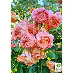 Троянда англійська Agro-Market William Morris саджанець класу АА+ вищий сорт 1 шт. в упаковці (37135) - мініатюра 2