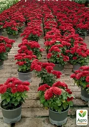 Хризантема "Angelys Jaune" (низькоросла крупноквіткова) (48749) 1 шт - мініатюра 4