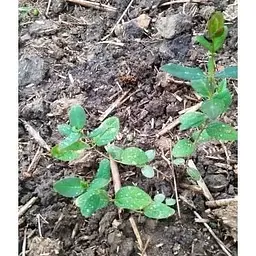 Саджанець Agro-Market Жимолость Німфа (середній термін дозрівання, один з провідних сортів) 1 шт. в упаковці (36259) - мініатюра 6