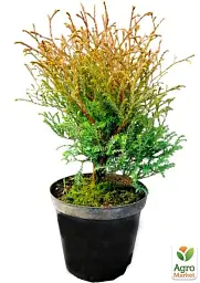 Саджанець Agro-Market Туя західна Mr. Bowling Ball C2 діаметр 20-25 см 1 шт. в упаковці (138763) - мініатюра 3