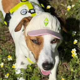 Бейсболка для собак Hat-Dog Sims рожева (XL) - мініатюра 7