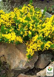 Саджанець Agro-Market Рокитник Cytisus Scoparius Vanessa (49181) - мініатюра 4