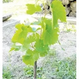 Саджанець Agro-Market Виноград кишмиш Європейська гордість (преміальний безсемянний сорт) 1 шт. в упаковці (44775) - мініатюра 5