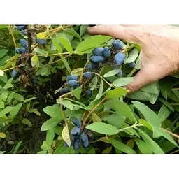 Саджанець Agro-Market Жимолость Атут (ранній термін дозрівання, самий невибагливий і зимостійкий сорт) 1 шт. в упаковці (43967) - мініатюра 9