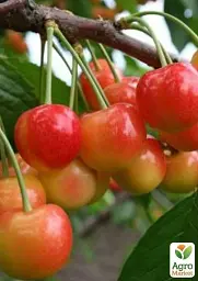 Саджанець Agro-Market Черешня рожева Аеліта (літній сорт, середньопізній термін дозрівання) 1 шт. в упаковці (35976) - мініатюра 3