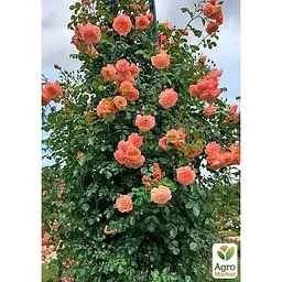 Троянда плетиста Agro-Market Піч Мельба саджанець класу АА+ вищий сорт 1 шт. в упаковці (178159) - мініатюра 4