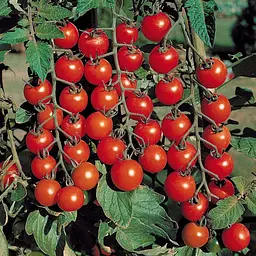 Насіння томатів Балконне диво GL Seeds 0,1 г - мініатюра 2