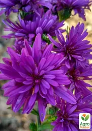 Саджанець Agro-Market Айстра ново-бельгійська Henry I Purple (С1,5 висота 20-30см) (105531) - мініатюра 3