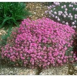 Алісум рожевий “Гірська казка” GL Seeds 0,1 г - мініатюра 2