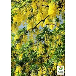 Саджанець Agro-Market Акація Карагана жовта (48854) - мініатюра 4