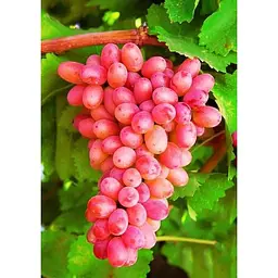 Саджанець Agro-Market Виноград Юліан (дуже ранній термін дозрівання, тривалий період збереження ягід) 1 шт. в упаковці (19804) - мініатюра 4