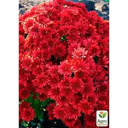 Саджанець Agro-Market Хризантема мультифлора куляста Diva Rouge (176487) 1 шт. в упаковці - мініатюра 2