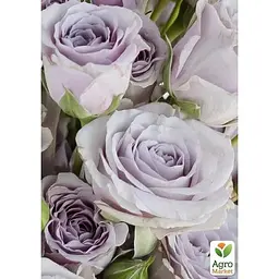 Саджанець Agro-Market Троянда чайно-гібридна Boyfriend (клас АА +) вищий сорт (37166) 1 шт. - мініатюра 2