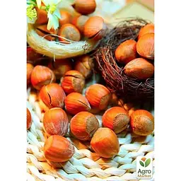 Саджанець Agro-Market Фундук Сирена (червонолистий, середній термін дозрівання, перехресне запилення, садити по 2 шт) (23536) 1 шт. в упаковці - мініатюра 2