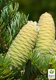Саджанець Agro-Market Ялиця Маньчжурська (Abies holophylla) горщик P9, 1 шт. в упаковці (51738) - мініатюра 3