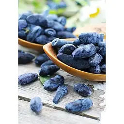 Саджанець Agro-Market Жимолость Алісія (середньопізній термін дозрівання, ягоди з куща не обсипаються) 1 шт. в упаковці (43966) - мініатюра 4