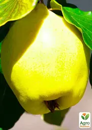 Саджанець Agro-Market Айва грушоподібна (осінній сорт, середній термін дозрівання) 1 шт. в упаковці (44226) - мініатюра 2